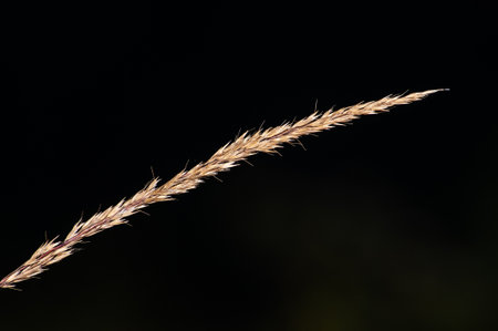 abstract background with ears of grass on a dark background