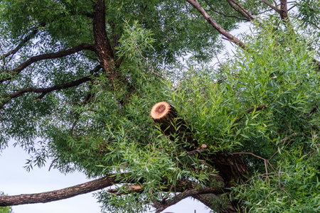 tree with pruned branch. selective focus