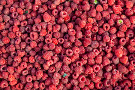 Ripe raspberry background. natural conditionの写真素材