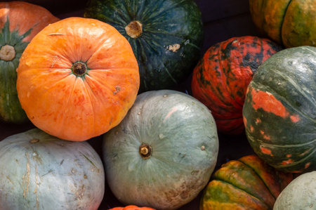 background with pumpkins of different colors. selective focusの写真素材