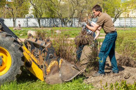 Saint Petersburg, Russia - 11 May 2023. Transplanting bushes. Landscaping of the park. A man loads bushes into an excavator bucket. motion blurのeditorial素材