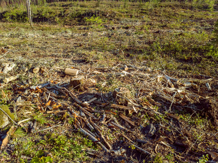 The consequences of deforestation. Ecological problemsの写真素材