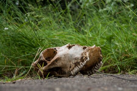 cow skull in the grassの写真素材