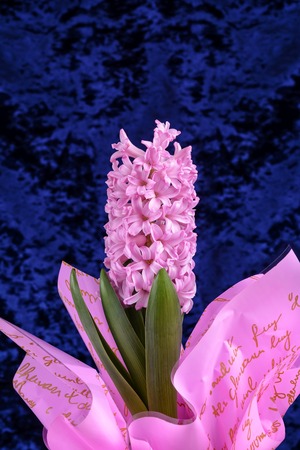 Flowers of a pink hyacinth in a bouquet on a velor blue backgroundの写真素材