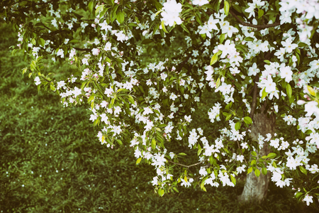 Apple tree in bloom among the lush green grassの写真素材