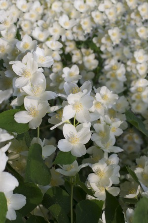 Background from fresh fragrant white jasmine flowersの写真素材