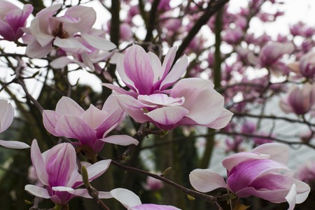 Beautiful spring background with magnolia tree in full bloomの写真素材
