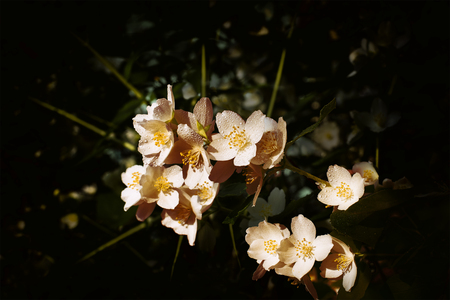 Pink jasmine flowers with vignette for backgroundの写真素材