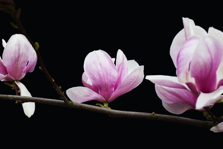Beautiful bloom in spring bright and beautiful flowers magnoliaの写真素材