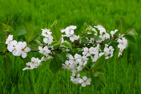 White cherry flowers. Beautiful flowering cherry tree. Background with blooming flowers in spring day.の写真素材