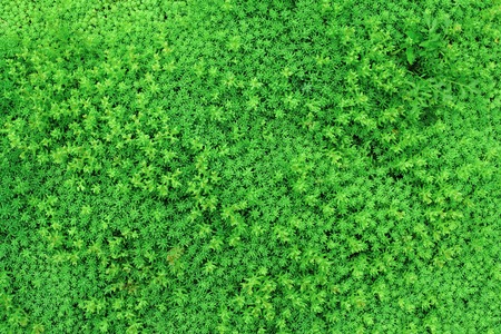 green leaf.Background of green shallow vegetation throughout the photo