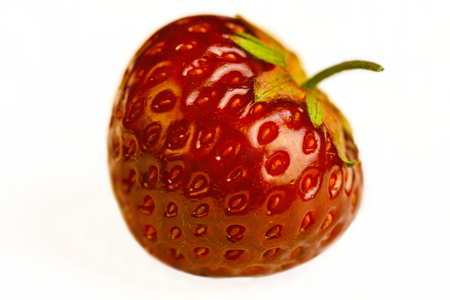 Beautiful ripe round one strawberry fresh from the gardenの写真素材