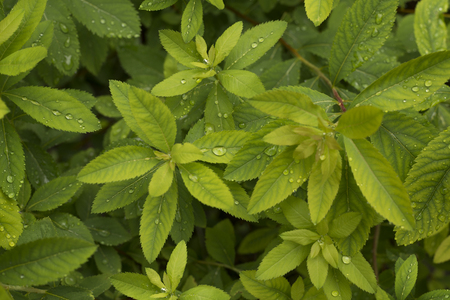 Rain drops on leaves of a plantの写真素材