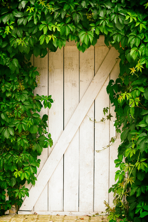 ivy growing around an old door.Old wooden painted white door with green twigs around the doorの写真素材