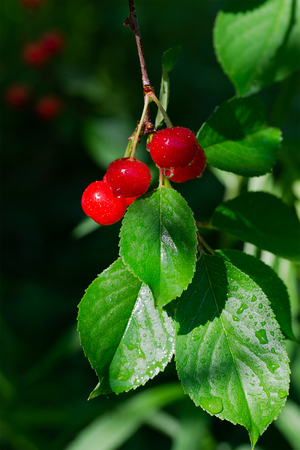Ripe cherry hanging on branch. Red berries of cherry hang on tree in sunny rays. Sun lights illuminating cluster of cherry berries. Rays illuminating of red berries. Crop of berriesの写真素材