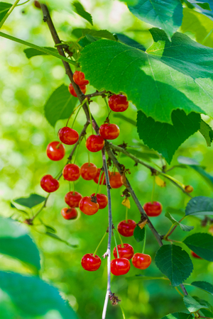 Ripe cherry hanging on branch. Red berries of cherry hang on tree in sunny rays. Sun lights illuminating cluster of cherry berries. Rays illuminating of red berries. Crop of berriesの写真素材