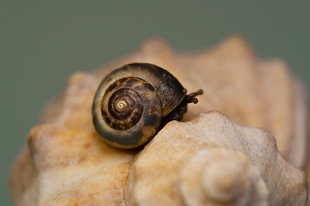 A small grape snail is not a big shell with a plain backgroundの写真素材