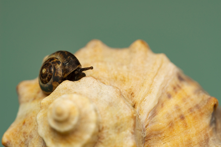 Grape snail on the shell with a plain backgroundの写真素材
