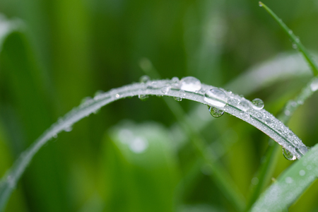 Rain drops with a reflection of nature on a grass stalkの写真素材