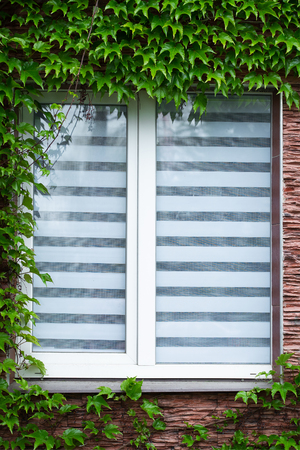 White window in the house with green twigs around itの写真素材