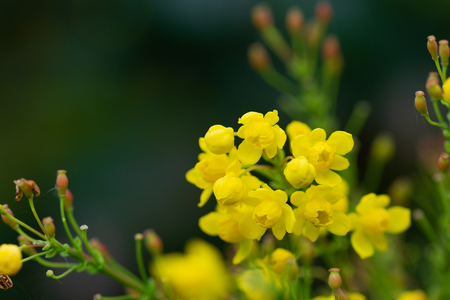Little yellow flowers.Flowers with a green soft backgroundの写真素材