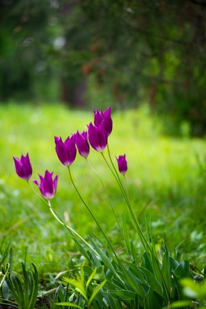 Several lilac tulips on long legs on the lawnの写真素材