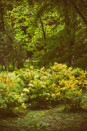 Yellow blooming rhododendron in the territory of the Botanical Garden, Chernivtsi, Ukraine.Art photo with a bush of yellow rhododendron.の写真素材