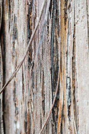 The texture of the trunk and bark close-up of grapesの写真素材