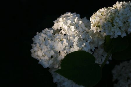 White flowers of viburnum Bulldonezh in the early morningの写真素材
