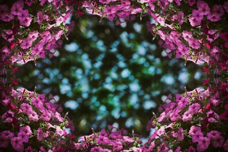 Close up pink petunia flower in the form of a frame for springtime or summer season. Banner design style with copy space.Flower arrangement with a beautiful bokeh on the background for decorationの写真素材