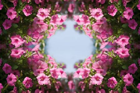 Close up pink petunia flower in the form of a frame for springtime or summer season. Banner design style with copy space.Flower arrangement for decorationの写真素材