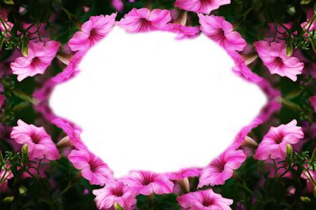 Top view decorative of beautiful ruellias or wild petunias purple flowers on white isolated background with copy space in oval shape mock up and text background concept.の写真素材