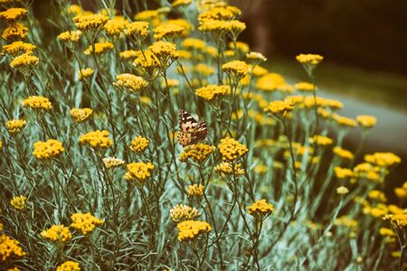 vanessa cardui, painted lady.Vanessa cardui butterfly on yellow flowers of Tanac tum vulg re in a city parkの写真素材