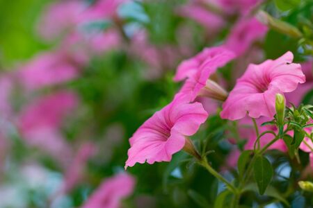 Pink petunia hanging in a flower pot with soft green bokeh on the backgroundの写真素材