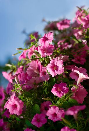 Pink petunia in the morning sun rays against the sky.Petunia flowers close upの写真素材