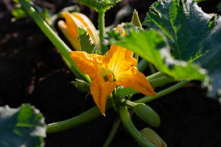 Zucchini plant. Zucchini flower. Green vegetable marrow growing on bushの写真素材