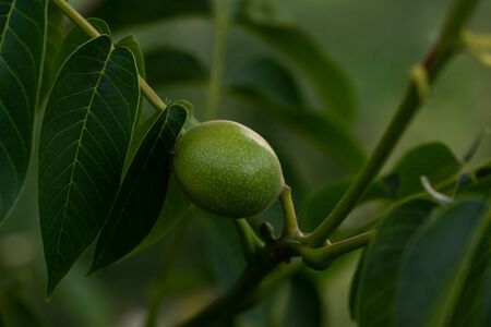 Young walnuts on the tree at sunset. Tree of walnuts. Green leaves background.の写真素材