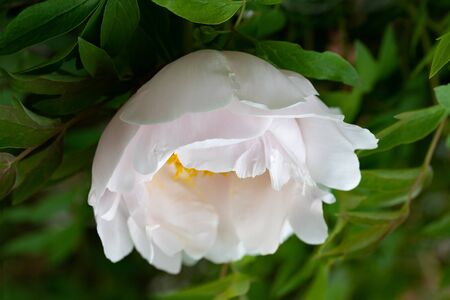 Peony flower close up with beautiful petals and green leaves around itの写真素材