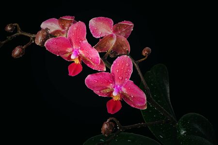 branch of pink orchids on a black background