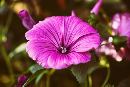 Beautiful pink garden flower close-up