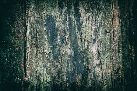 Old rotten wood texture with parasite damages.Texture of old weathered and cracked wood surface...