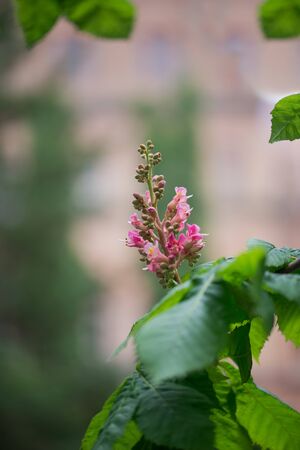 Blooming pink chestnut flowers on a twig with a soft blurry backgroundの写真素材