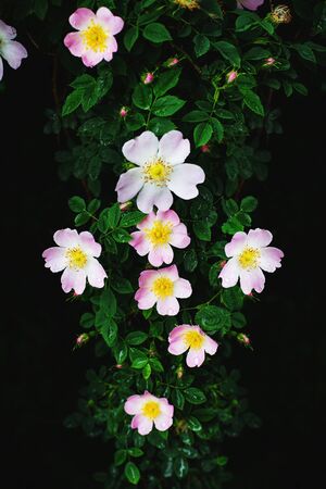 Twig with beautiful pink rosehip flowers and a black background for the design of the projectの写真素材