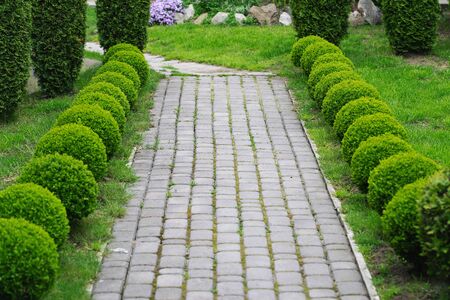 A square-tiled walkway with young boxwood bushes trimmed around the edges of a round shape in a cozy courtyardの写真素材
