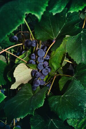A bunch of blue grapes among the leaves on the vine in the dim light of sunset
