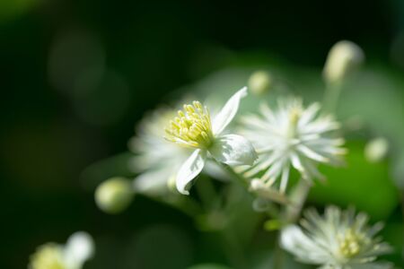 Large stamens on a white flower with a soft green background