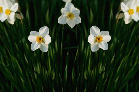 Symmetrically arranged white daffodil flowersの写真素材