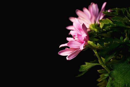 Pink chrysanthemum flowers in bright rays on a black background
