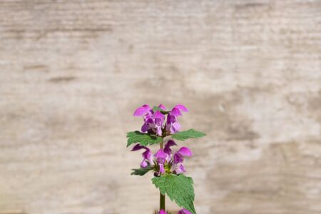 Small lilac wild flower and copy space with a plank old background.