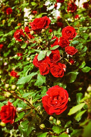 Twig with large red rose flowers with vintage wall on backgroundの写真素材